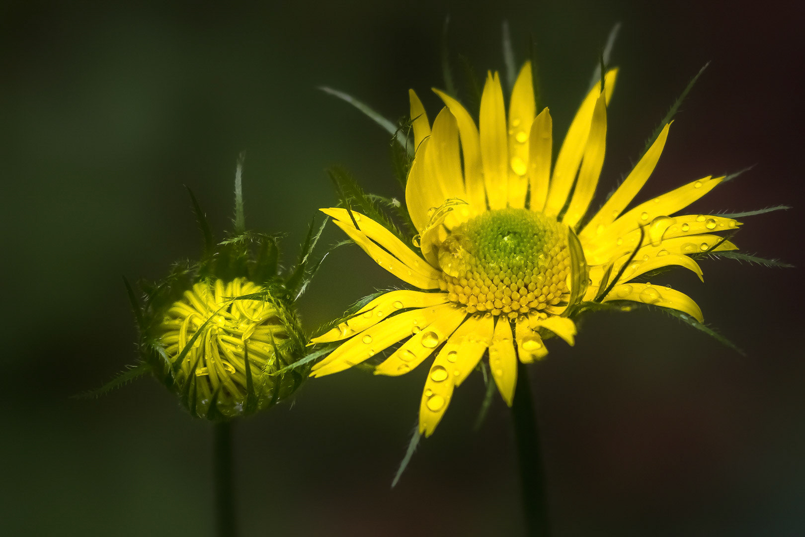Doronicum columnae