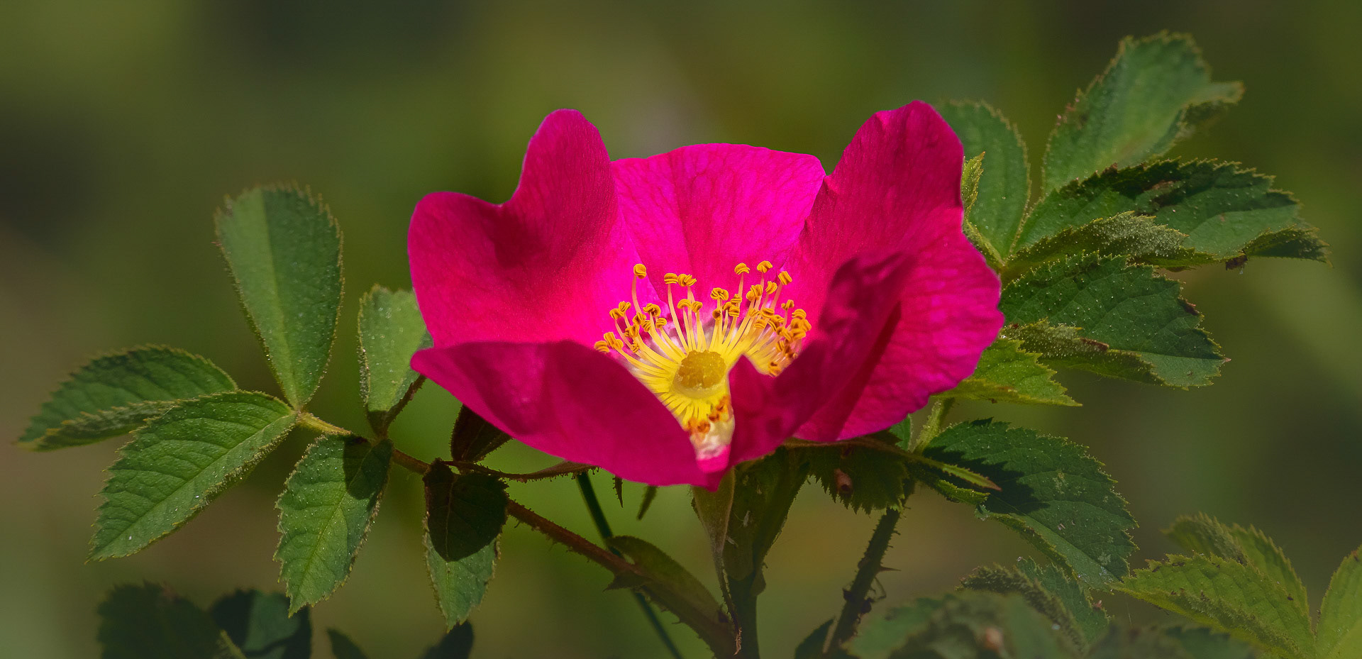 Rosa pendulina
