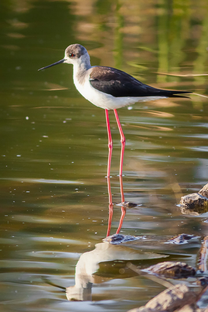 Himantopus himantopus