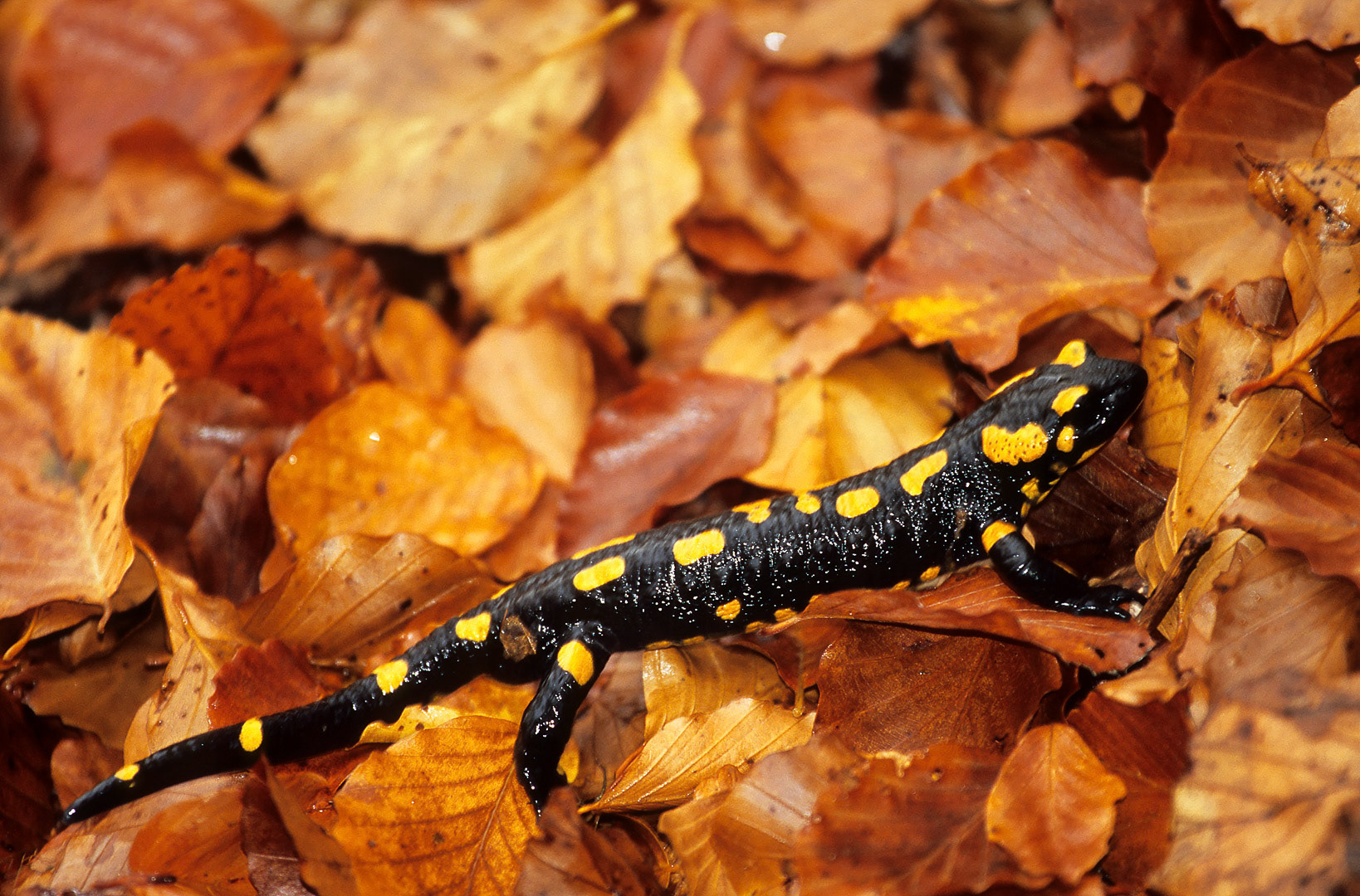 Salamandra salamandra