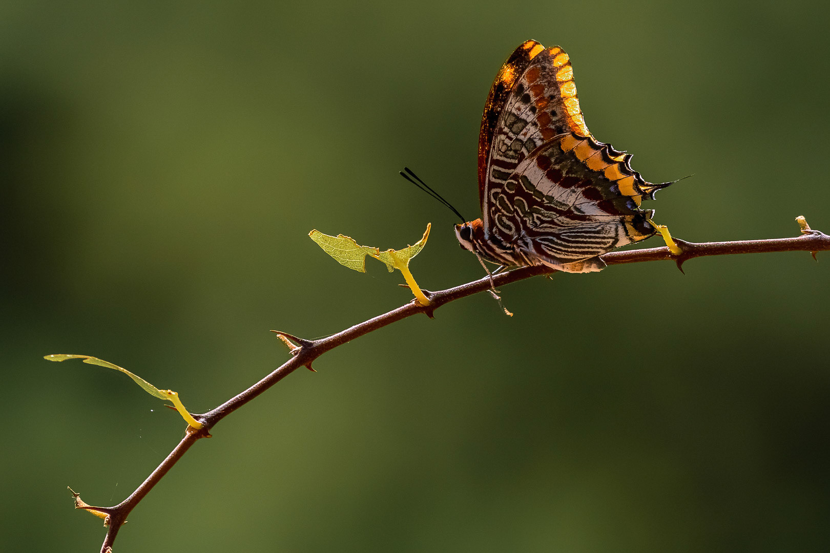 Charaxes jasius