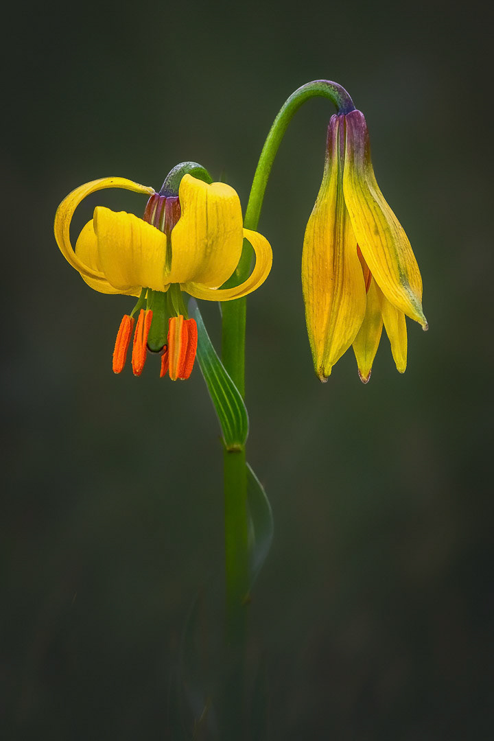 Lilium carniolicum subsp. albanicum