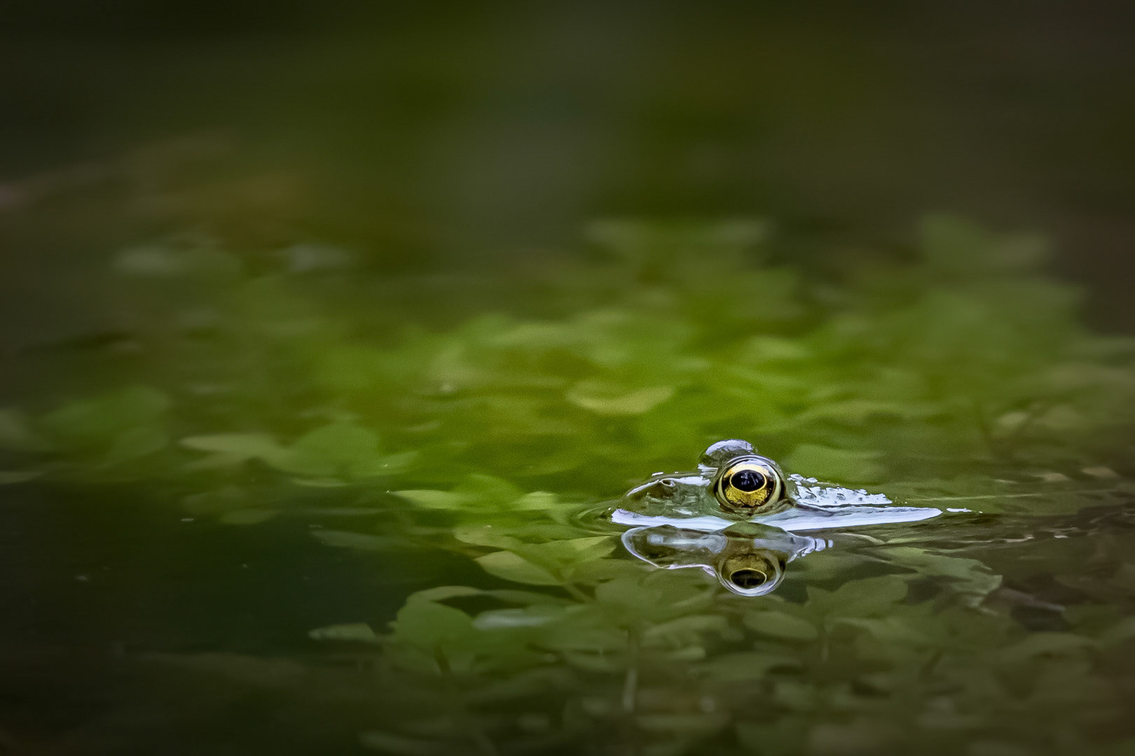 Pelophylax epeiroticus