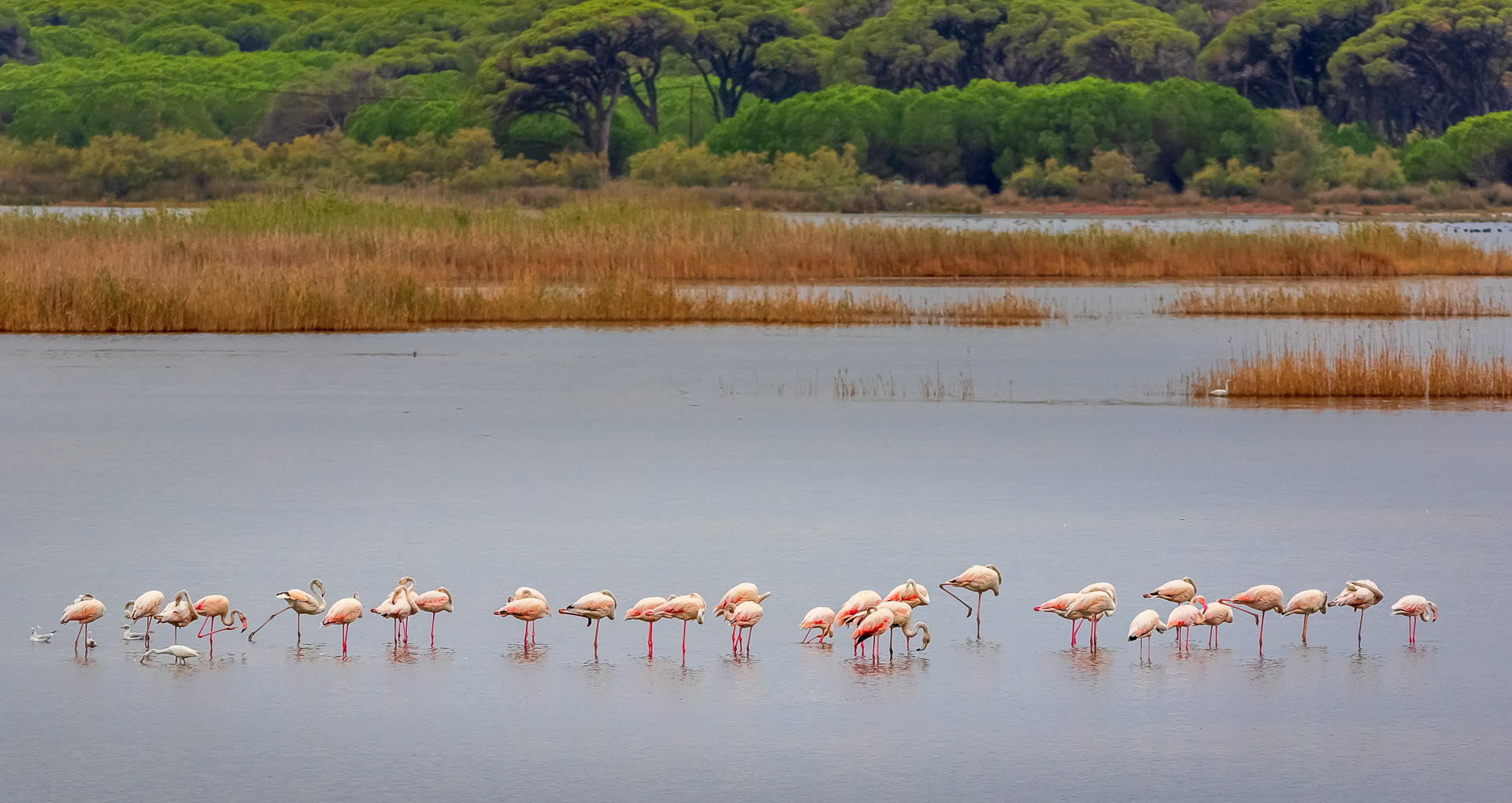 Phoenicopterus ruber