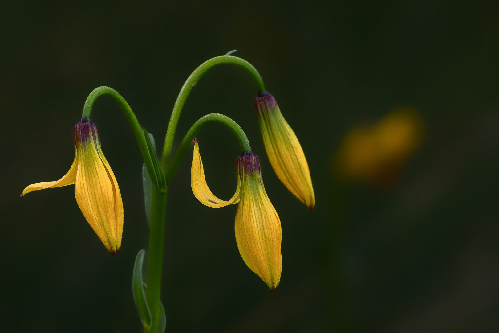 Lilium carniolicum subsp. albanicum