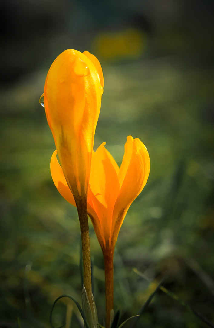 Crocus oliivieri