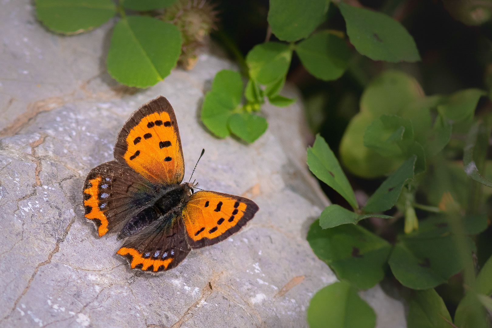 Lycaena phlaeas