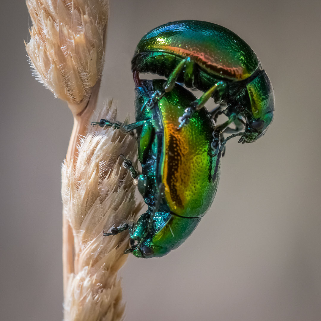 Chrysolina herbacea