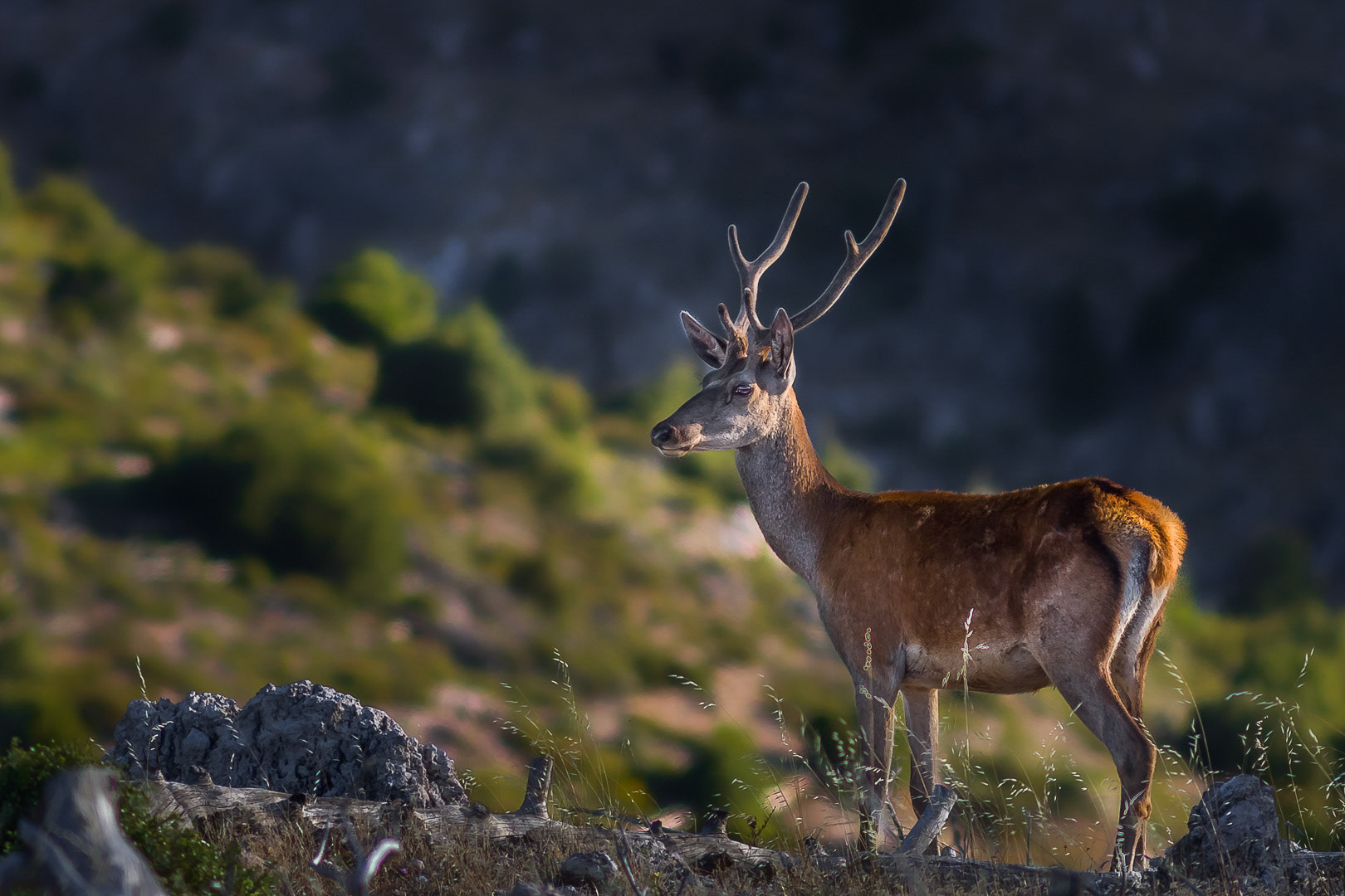 Cervus elaphus