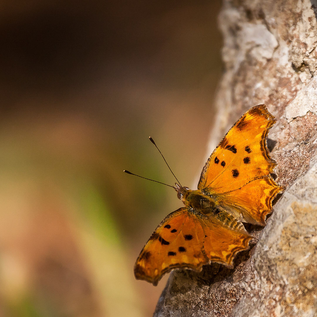 Polygonia egea