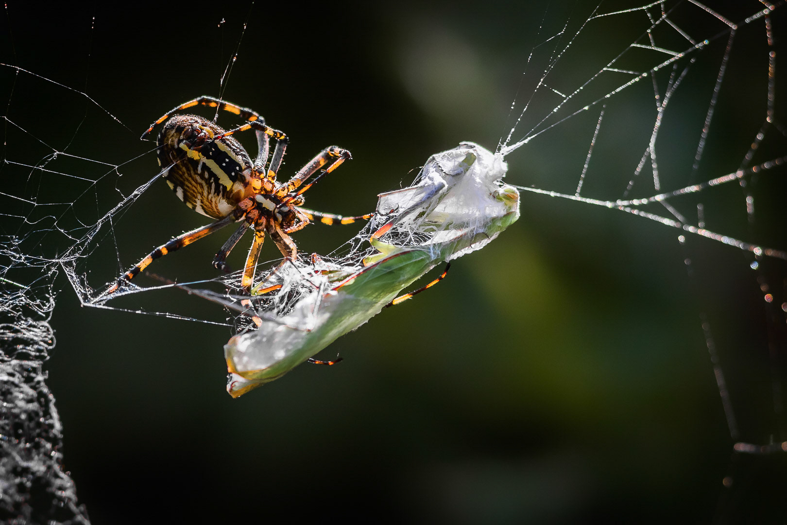 Argiope bruennichi