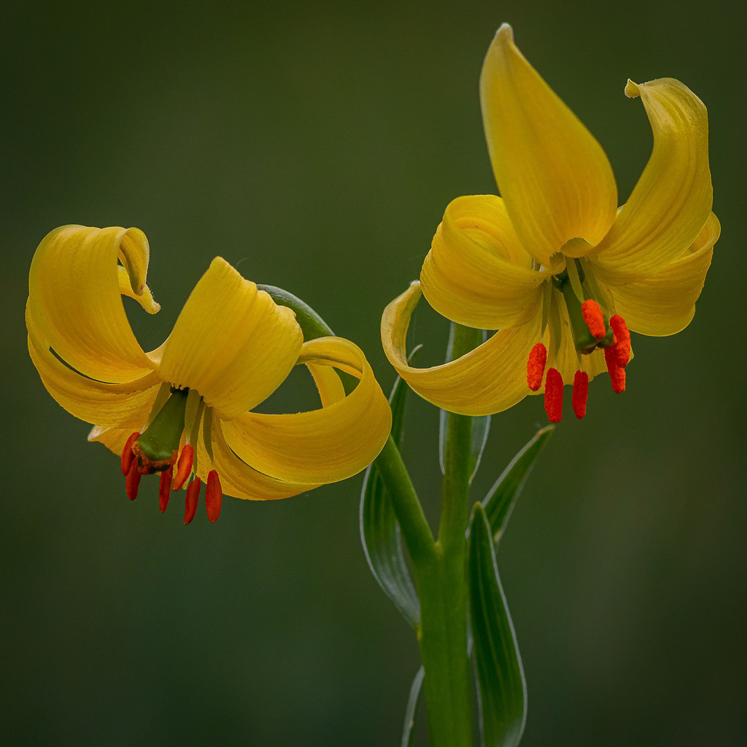 Lilium carniolicum subsp. albanicum