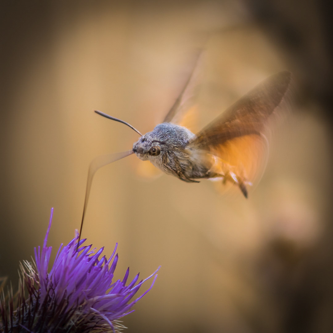 Macroglossum stellatarum