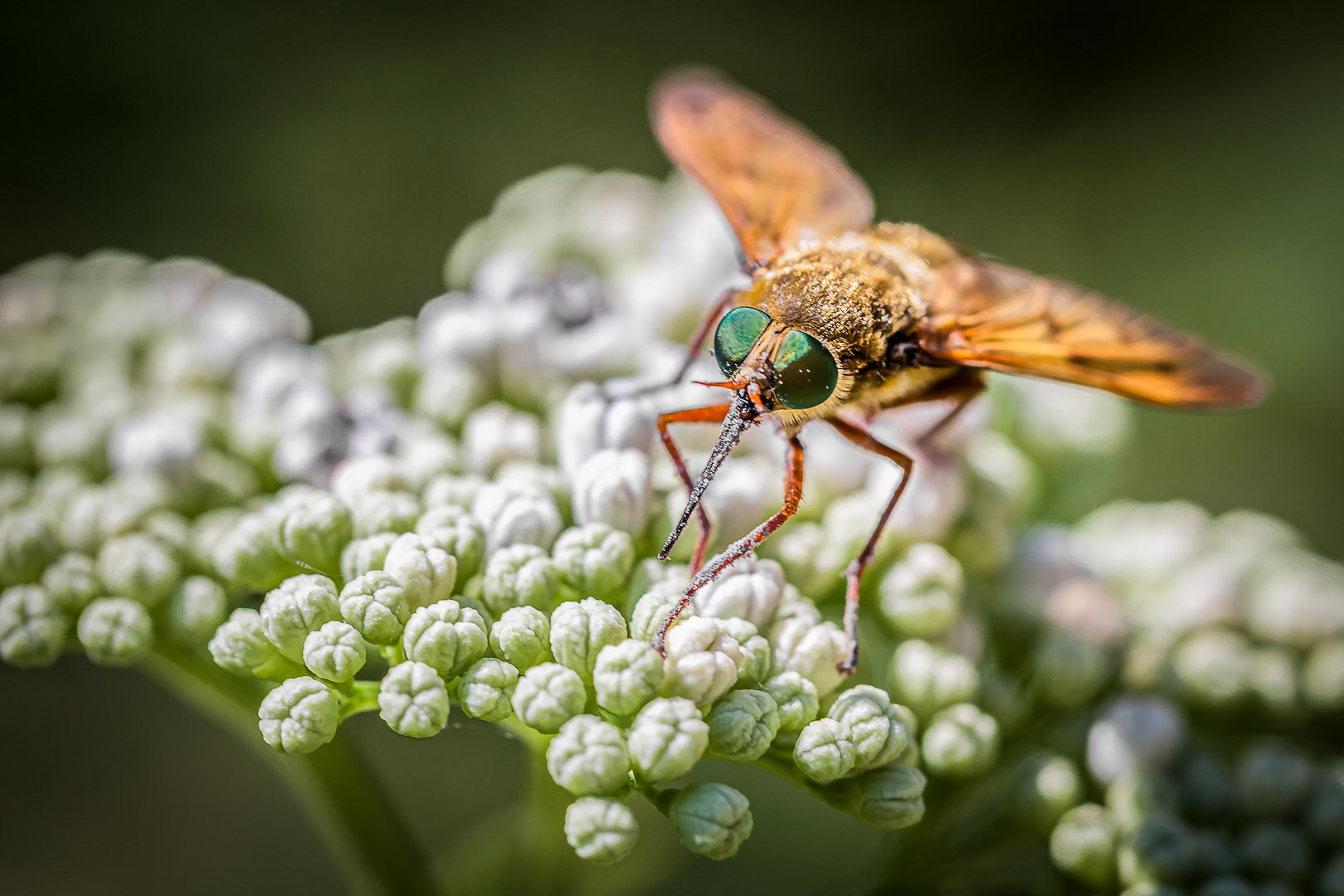 Philipomyia graeca