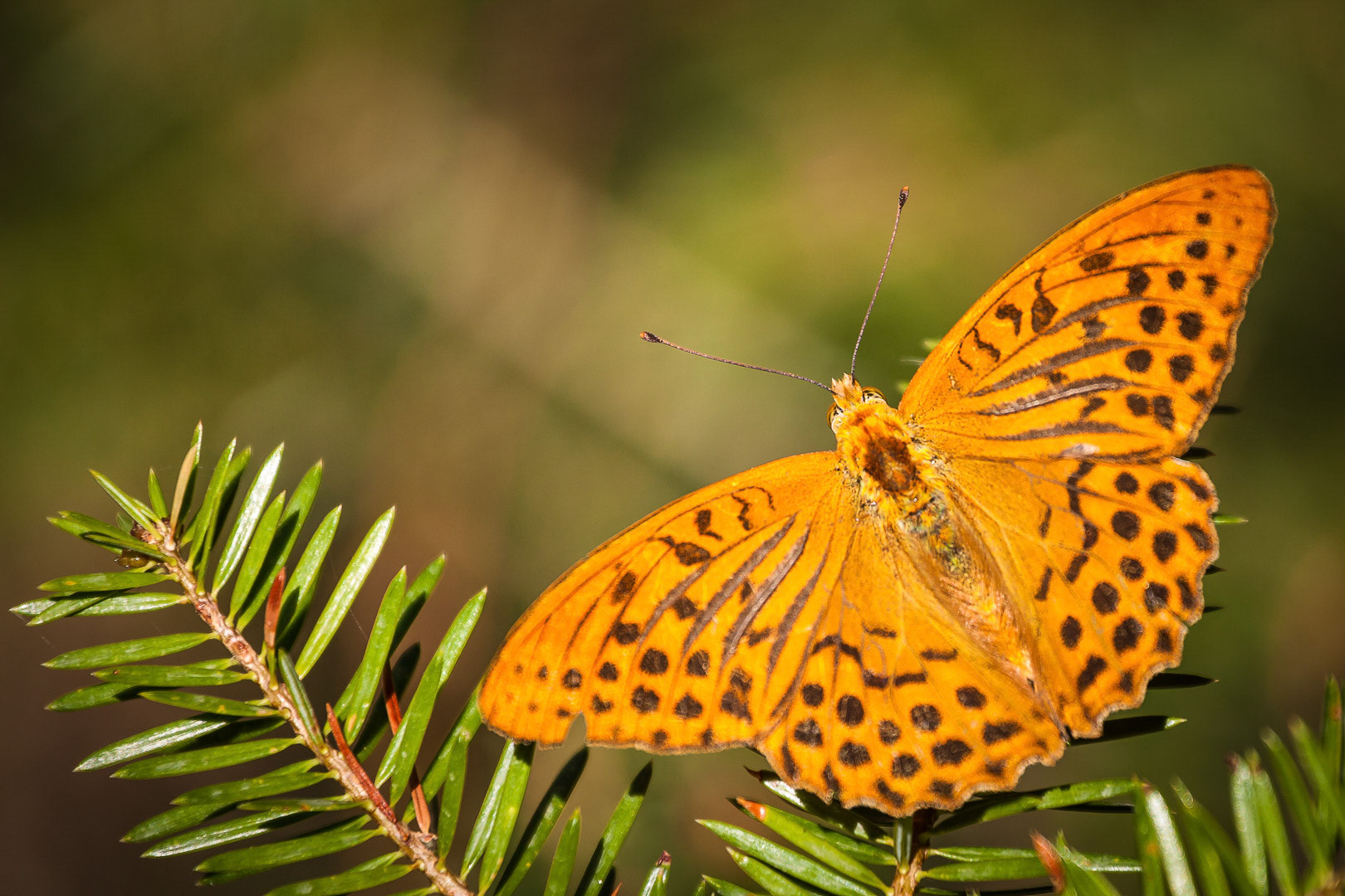 Argynnis paphia