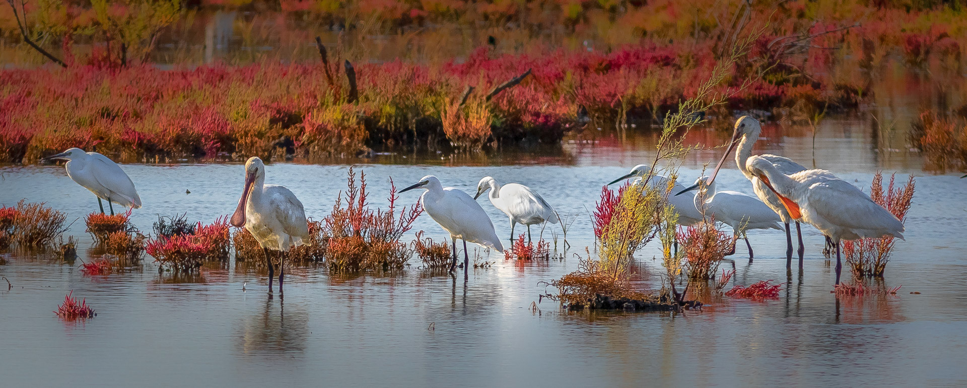 Platalea leucorodia- Egretta garzetta