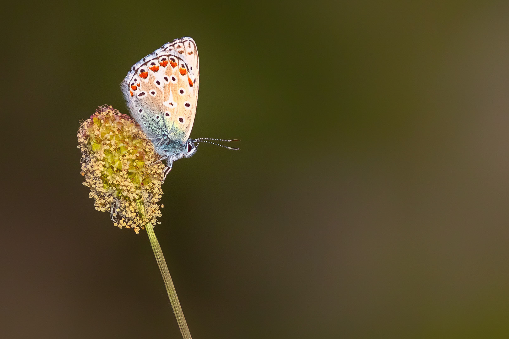 Lysandra bellargus
