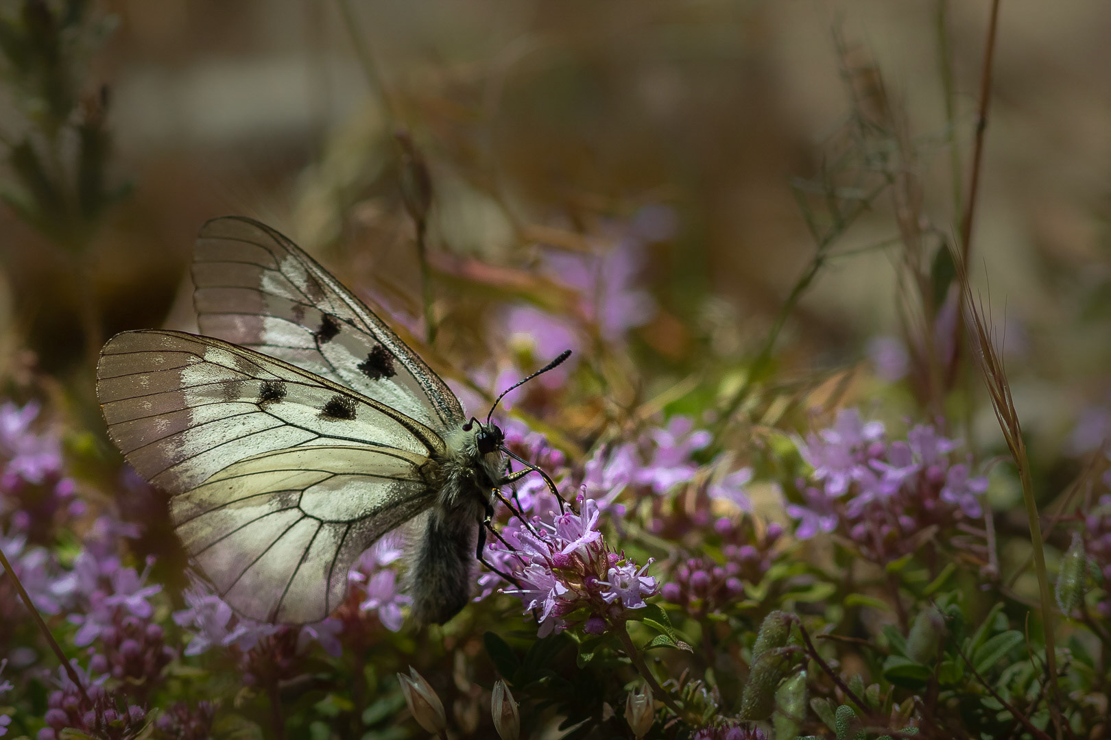 Parnassius mnemosyne