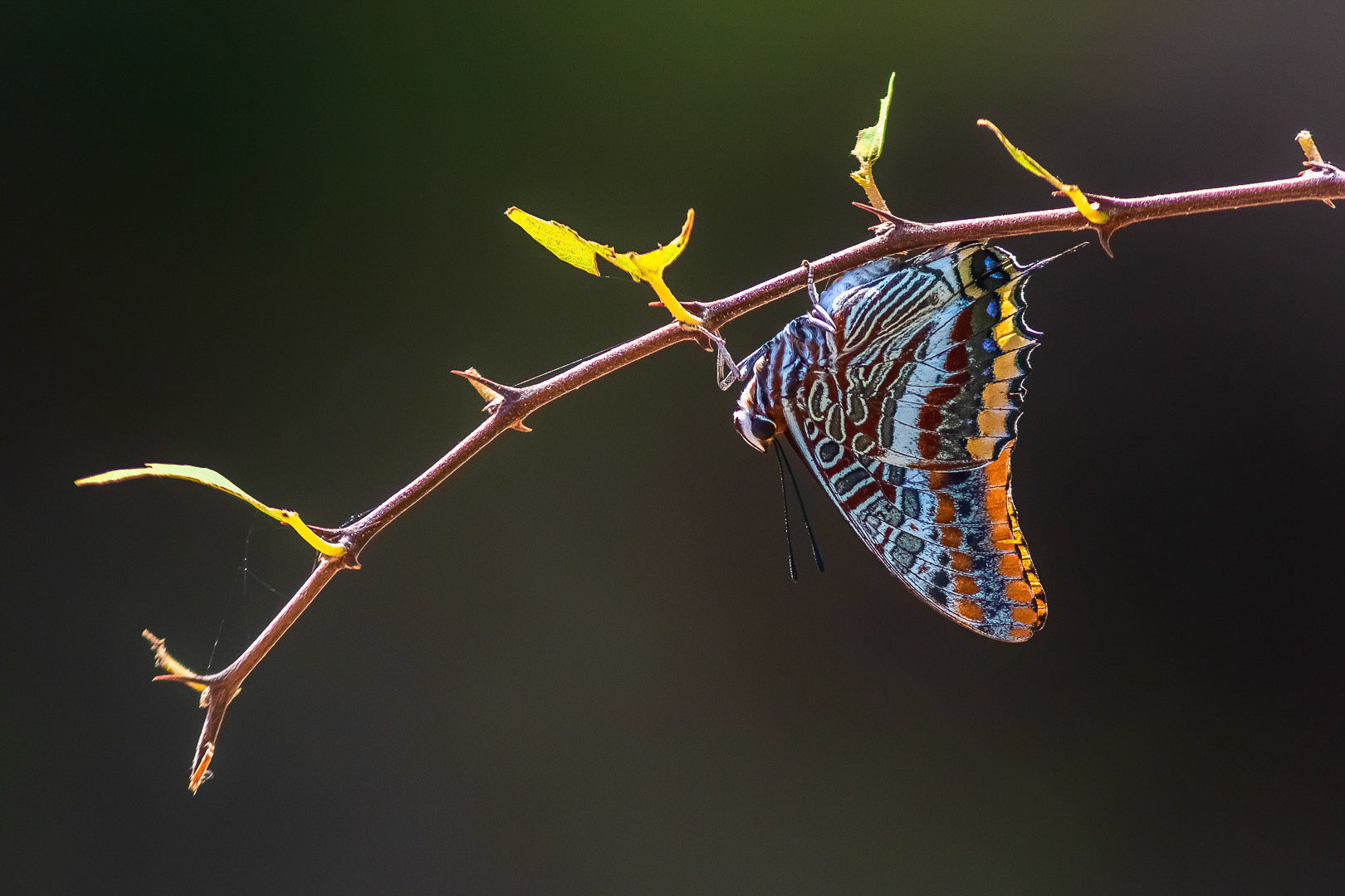 Charaxes jasius