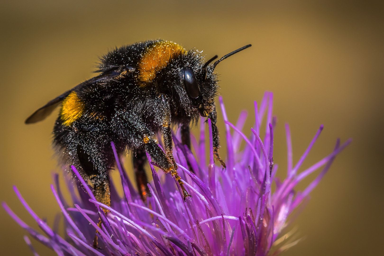 Bombus terrestris