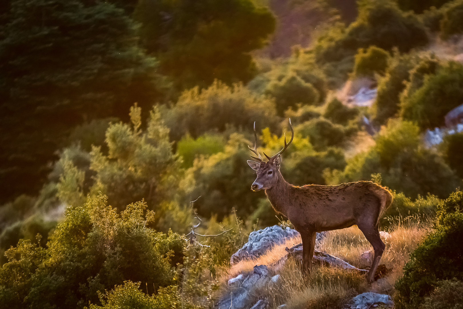 Cervus elaphus
