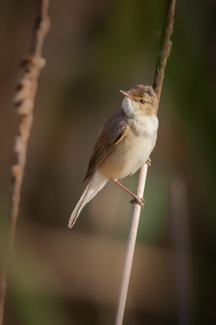 Acrocephalus scirpaceus