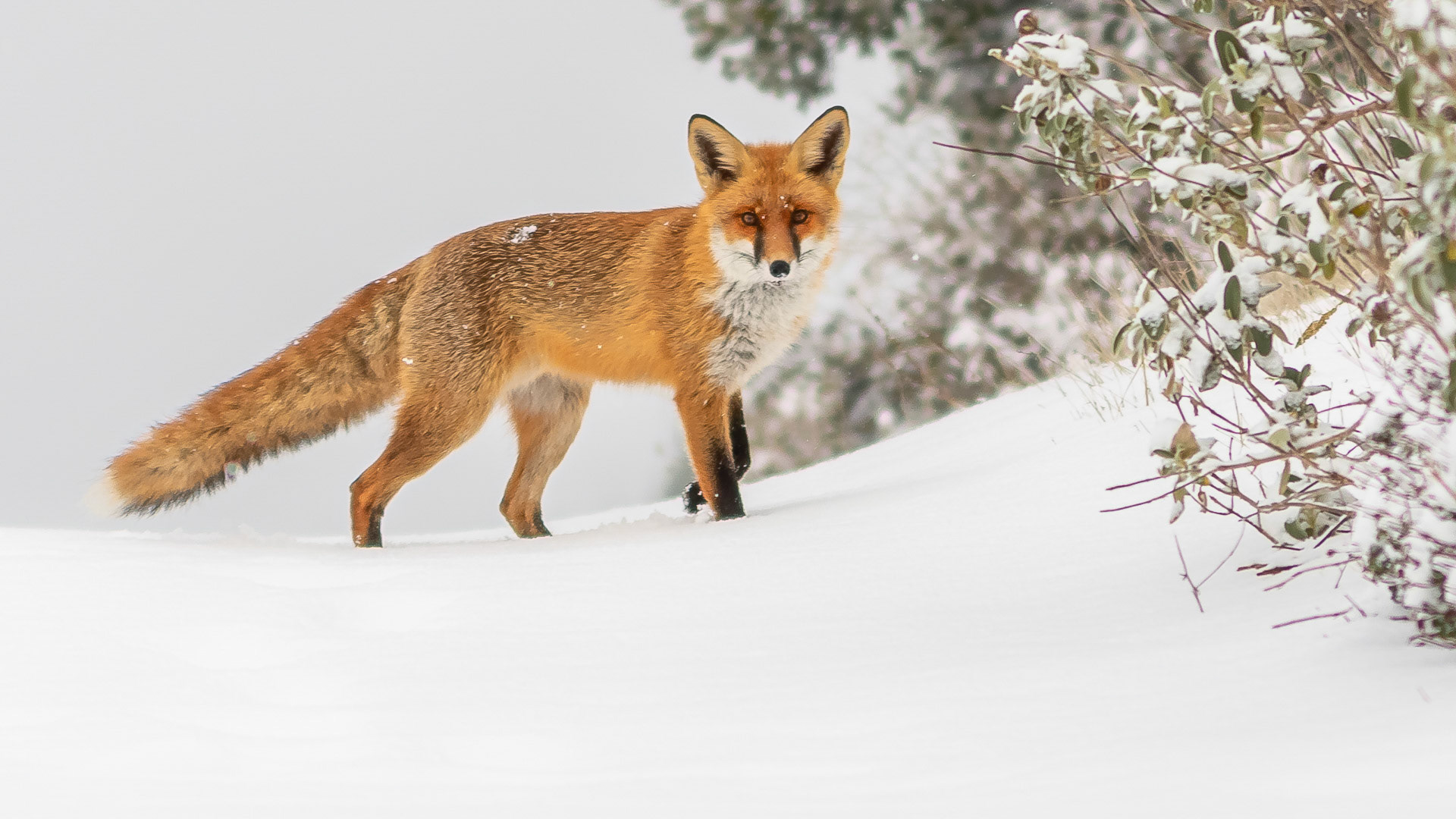 Vulpes vulpes