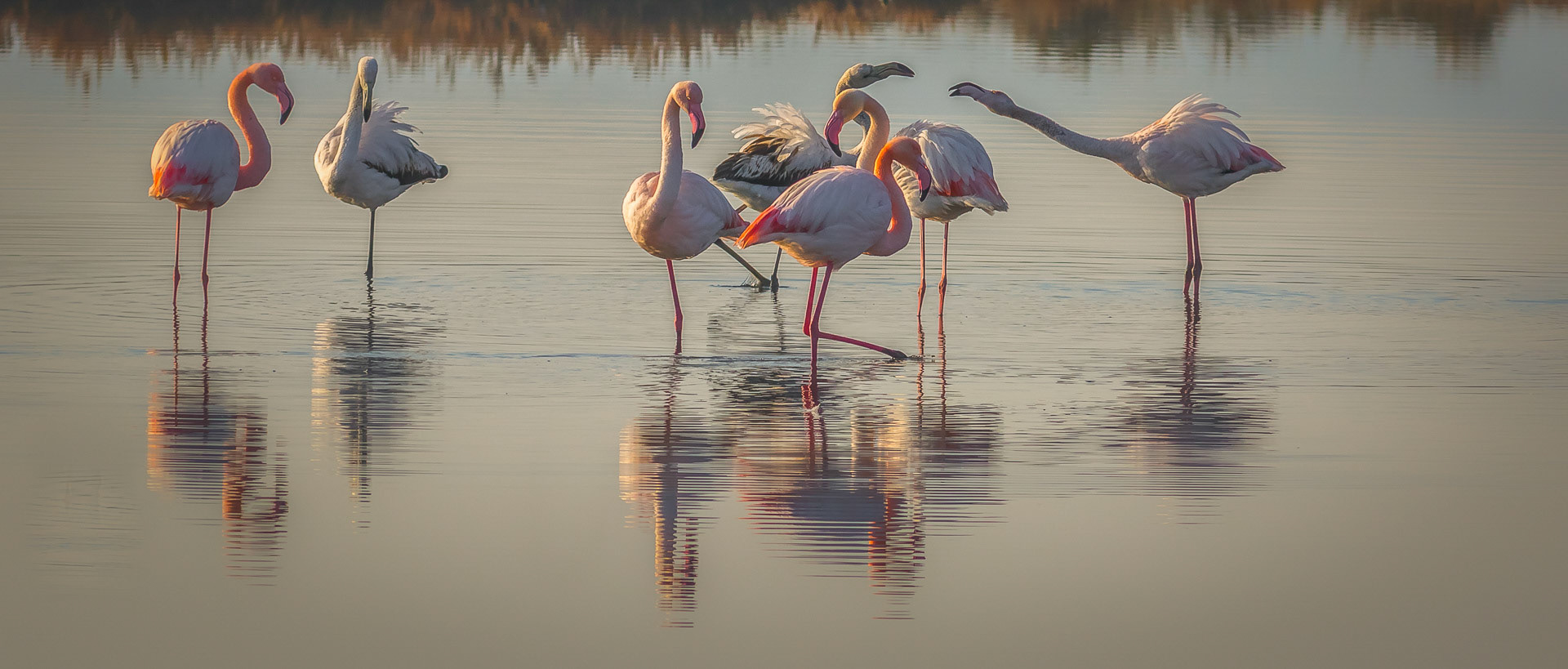 Phoenicopterus ruber