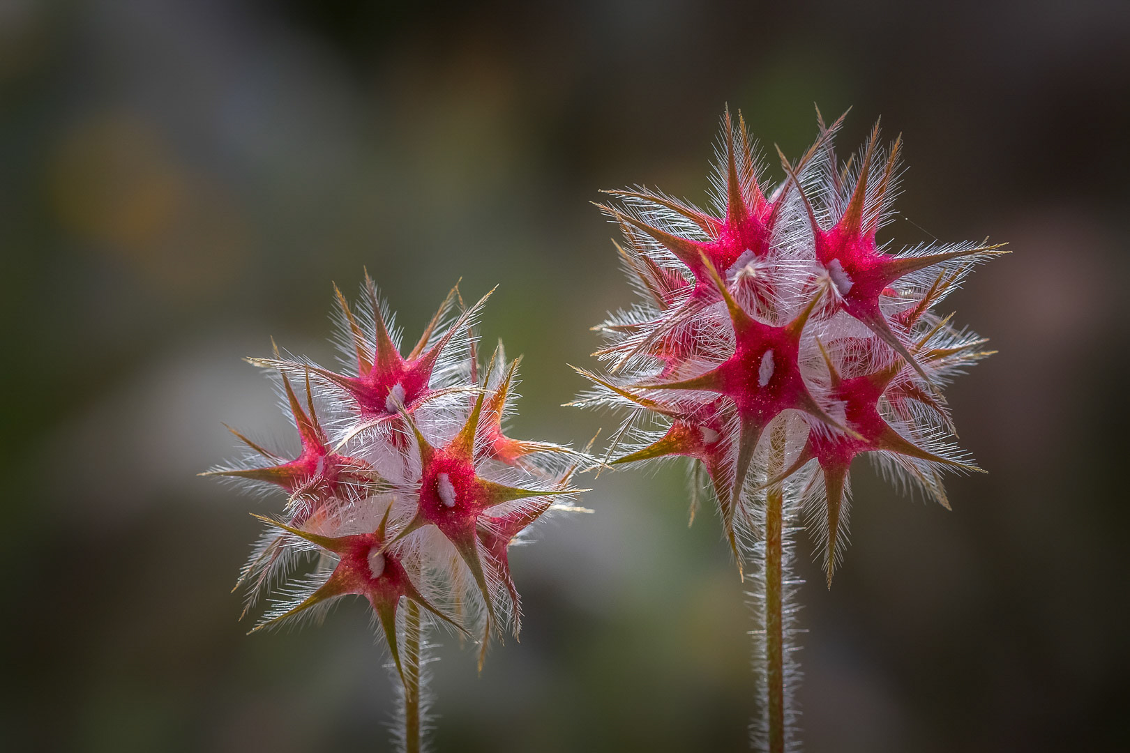 Trifolium stellatum