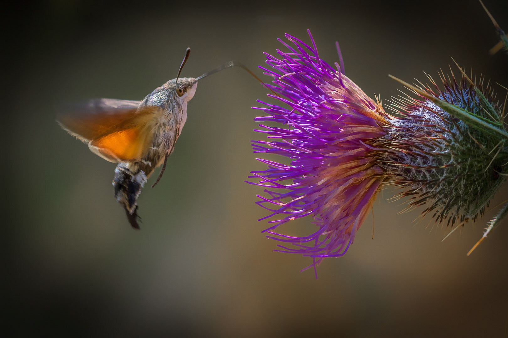 Macroglossum stellatarum