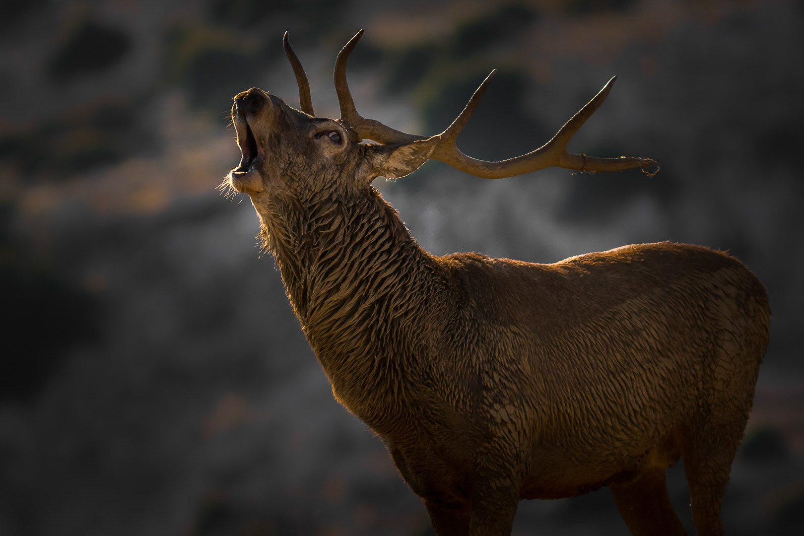 Cervus elaphus