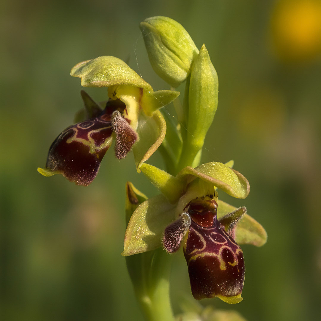 Ophrys attica
