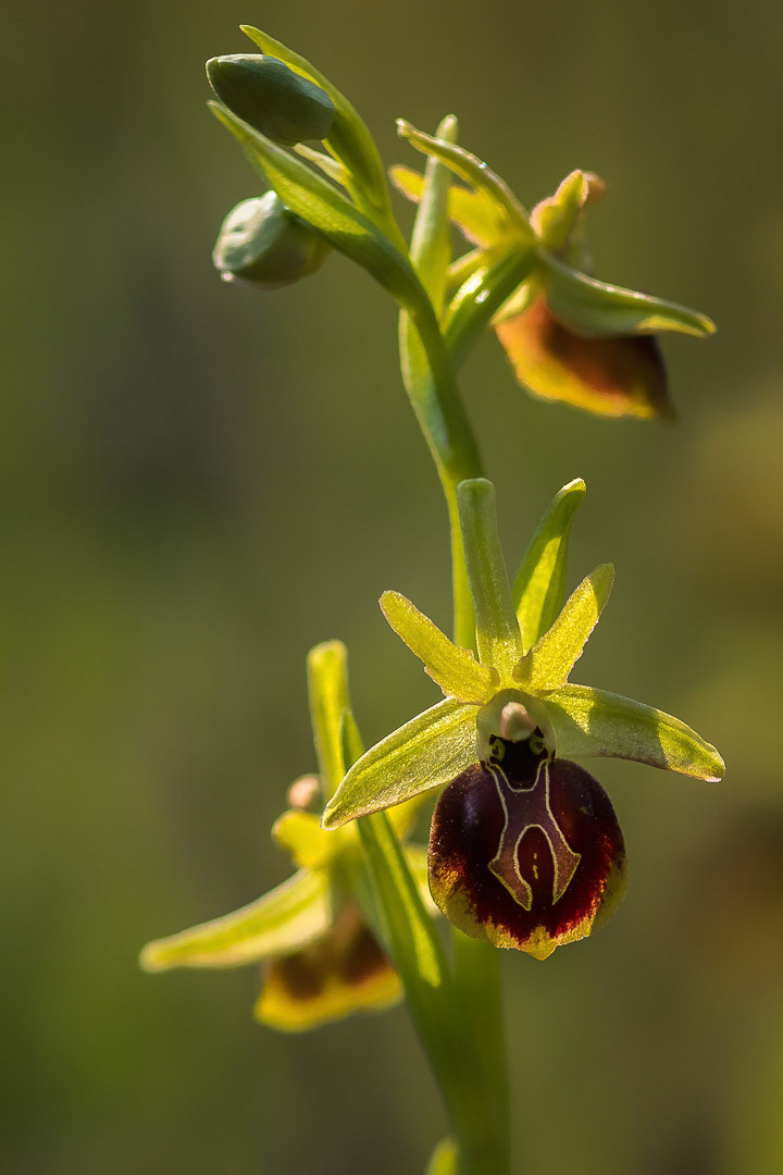 Ophrys aesculapii