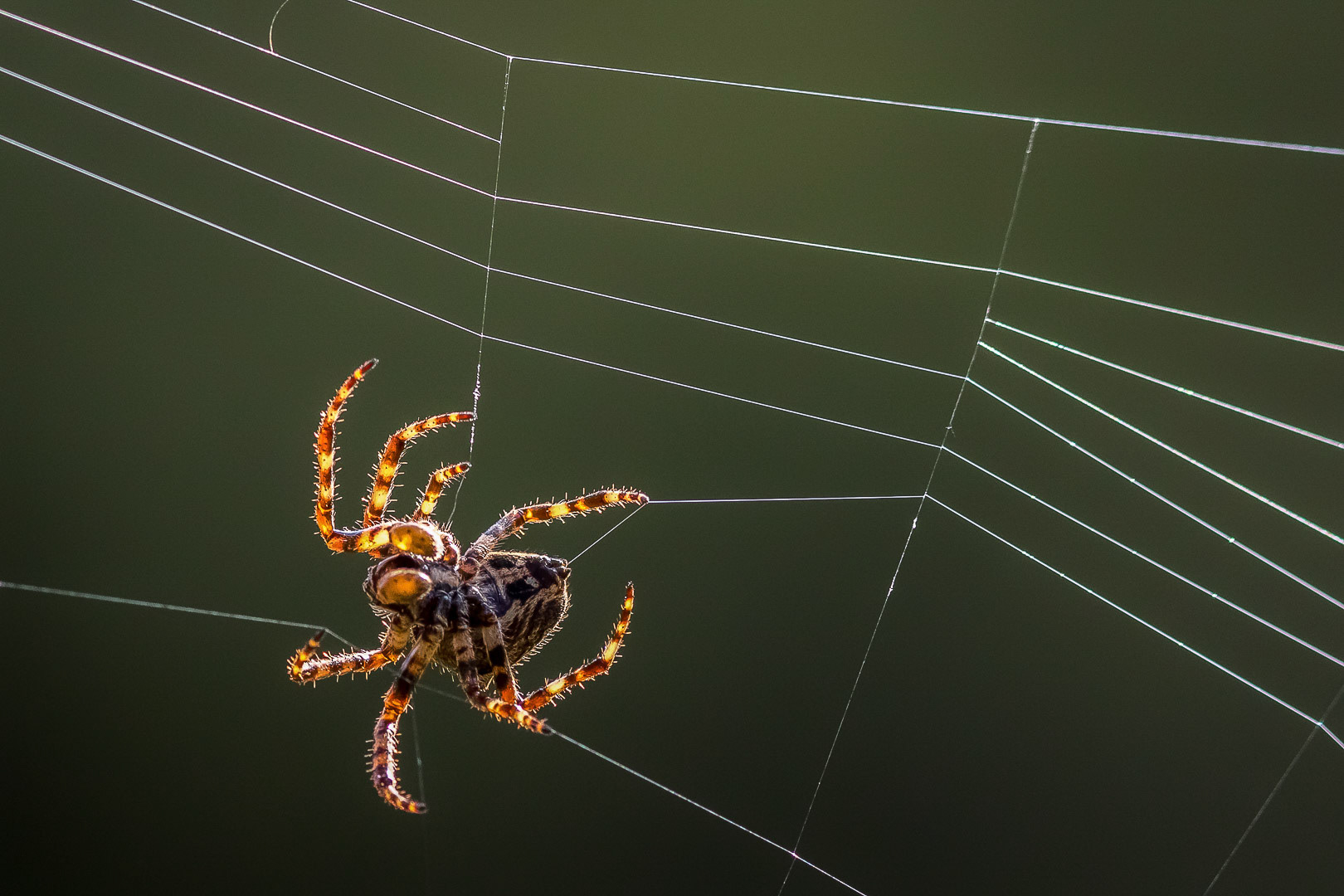 Araneus circe