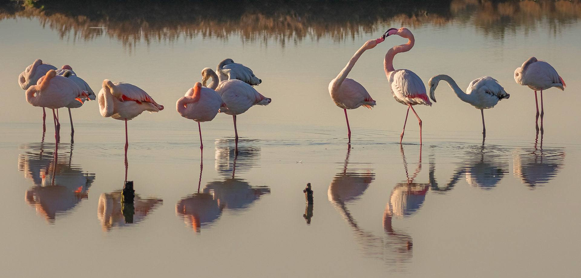 Phoenicopterus ruber