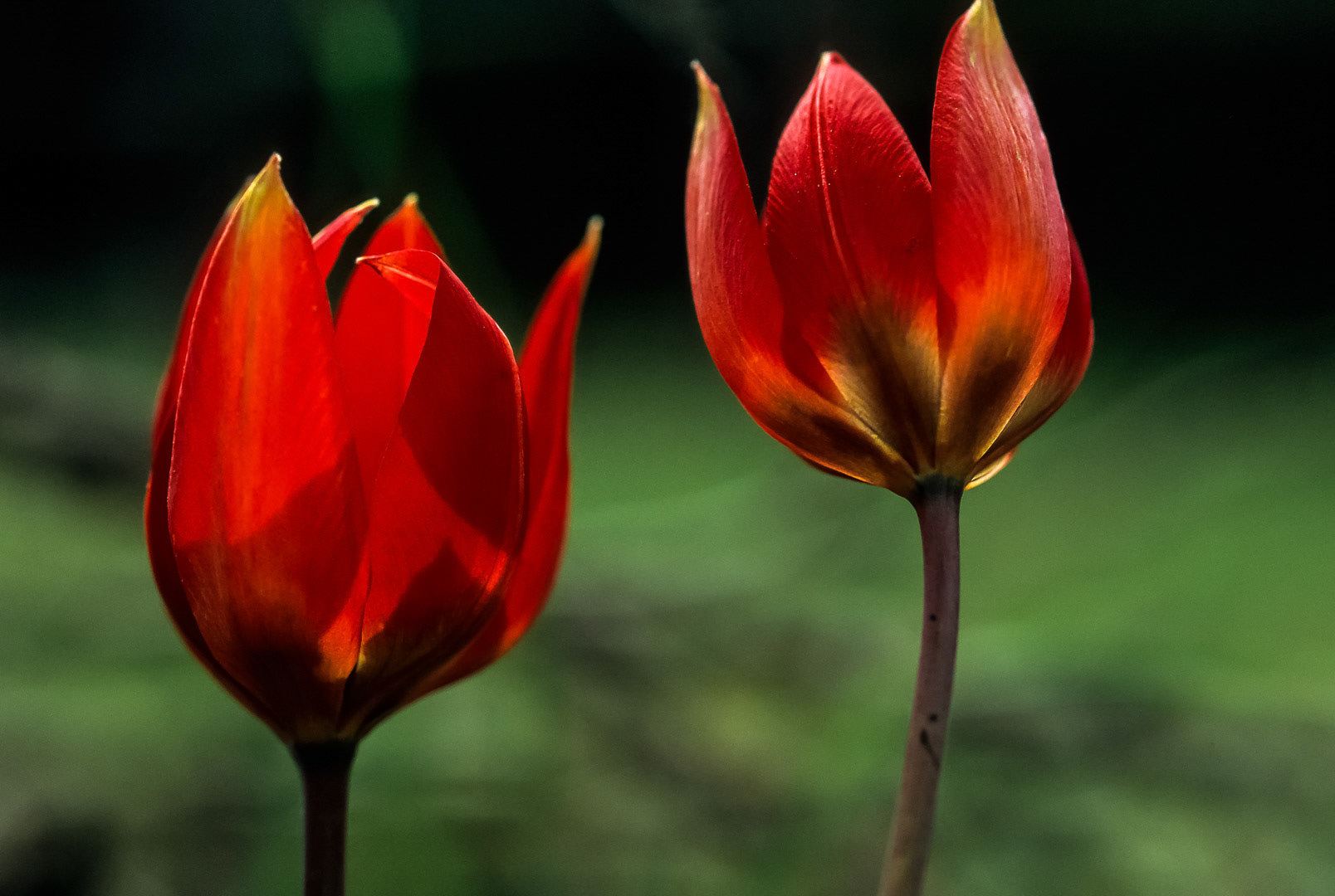 Tulipa hageri