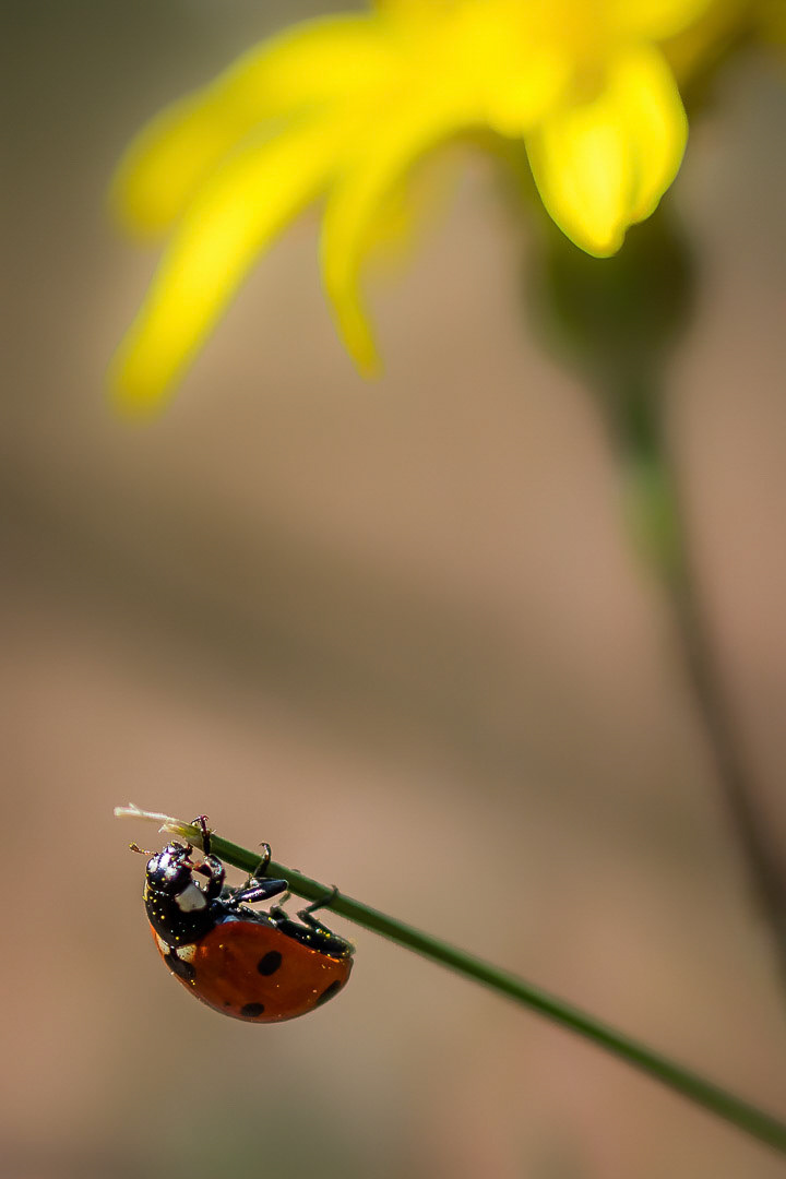 Coccinella septempunctata
