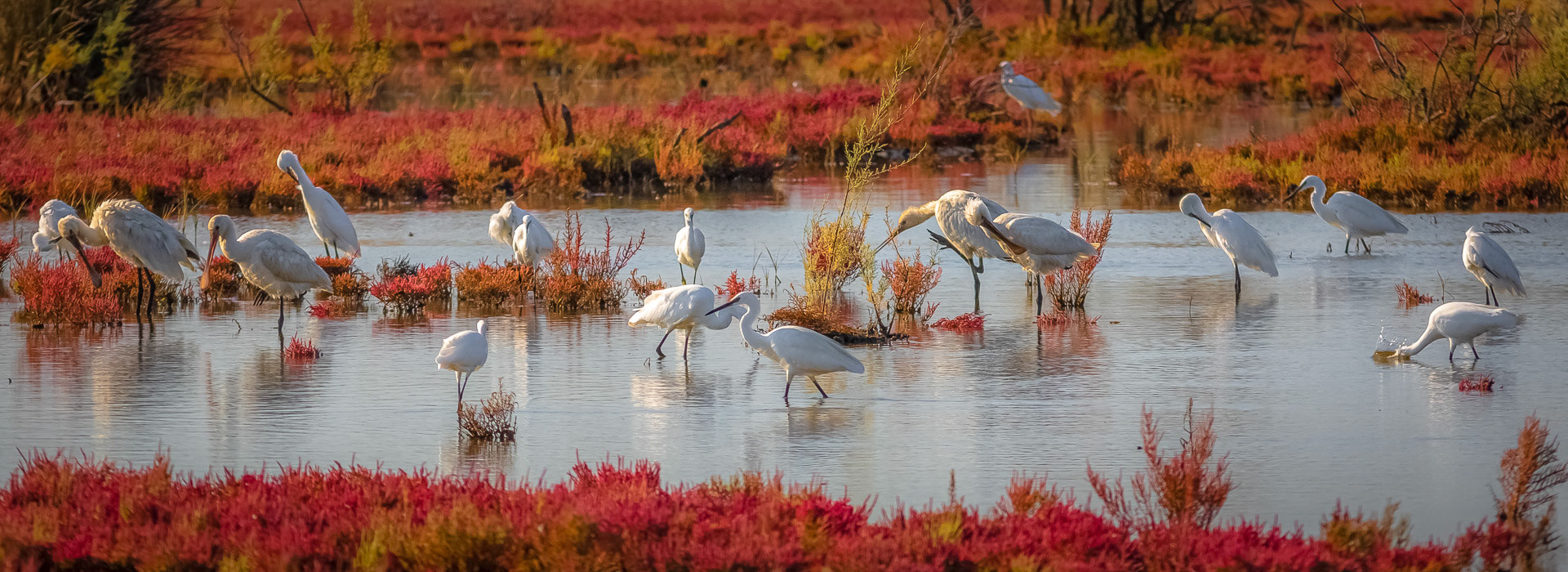 Platalea leucorodia- Egretta garzetta