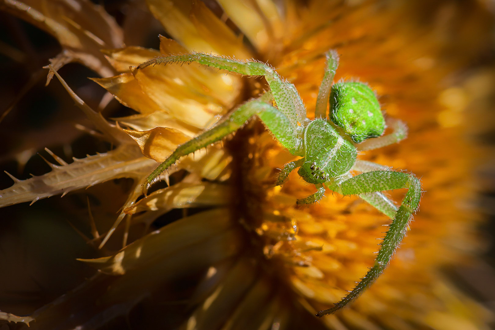 Micrommata virescens
