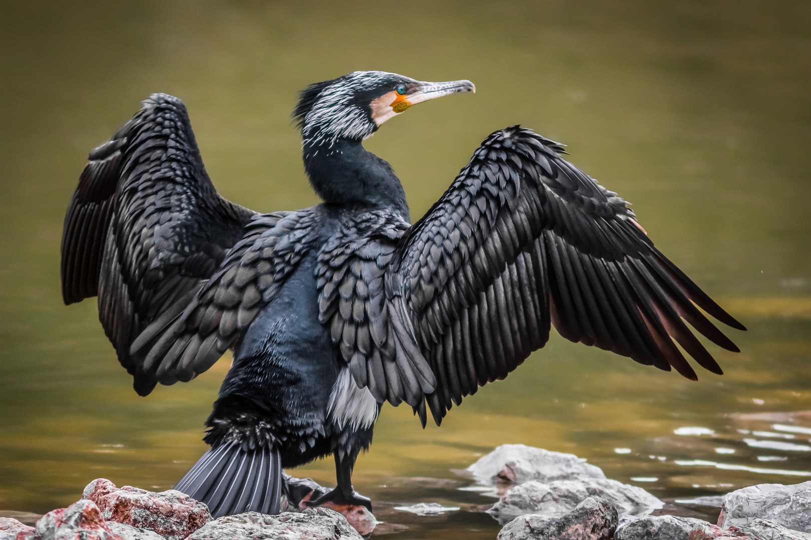 Phalacrocorax carbo