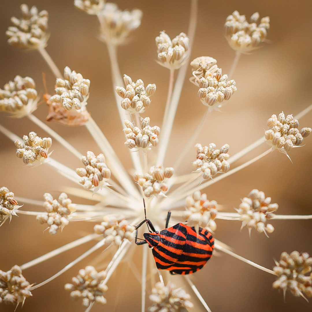 Graphosoma italicum