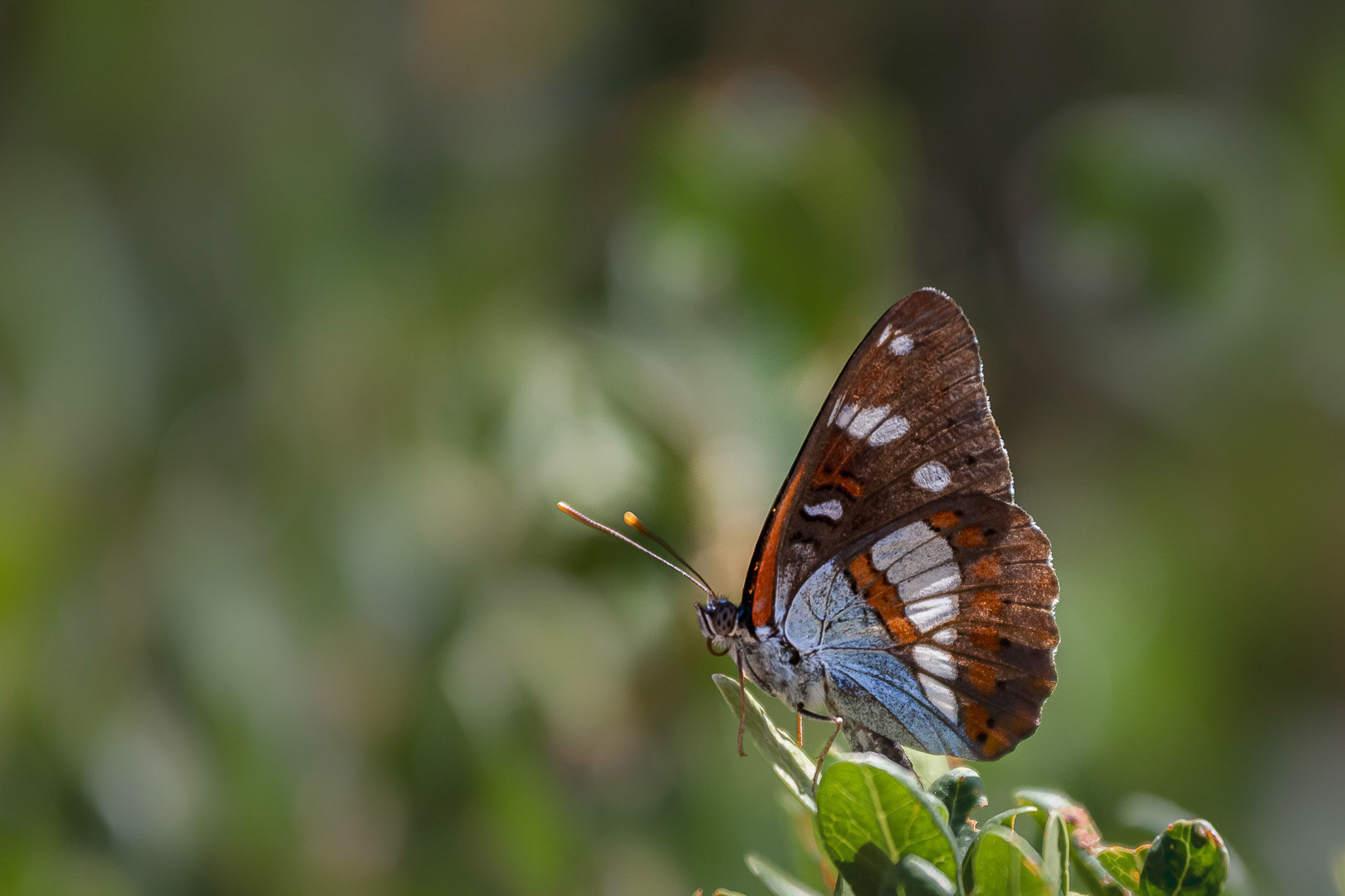 Limenitis reducta
