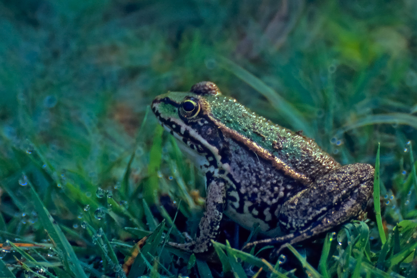 Pelophylax kurtmuelleri