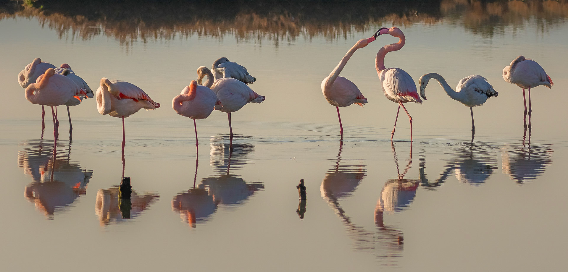 Phoenicopterus ruber