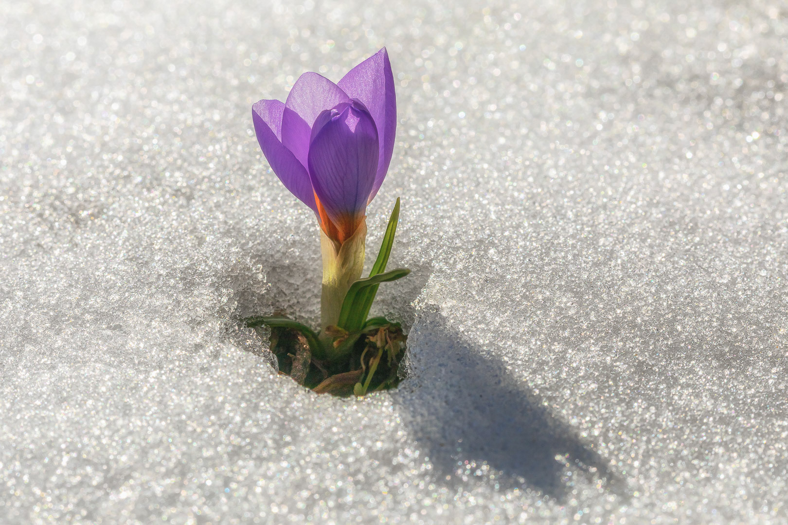 Crocus nivalis