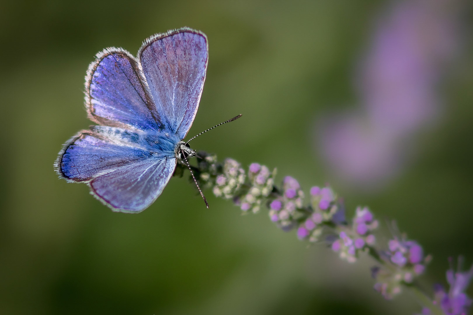 Polyommatus thersites