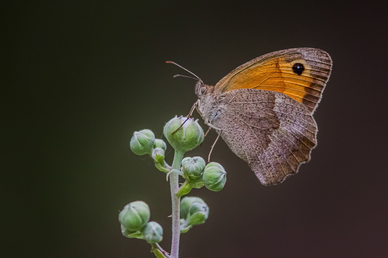 Maniola telmessia chia hallicarnassus