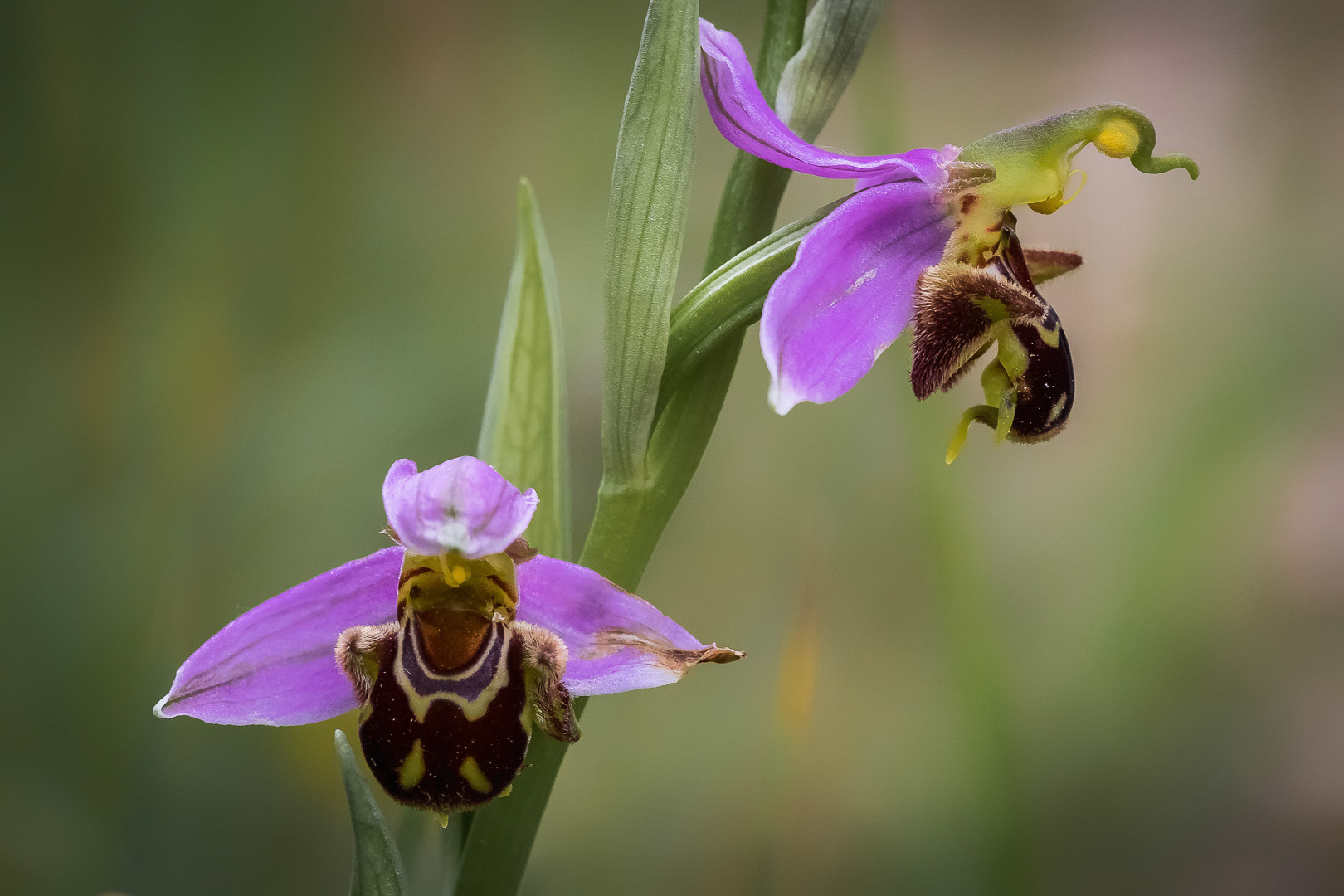 Ophrys apifera