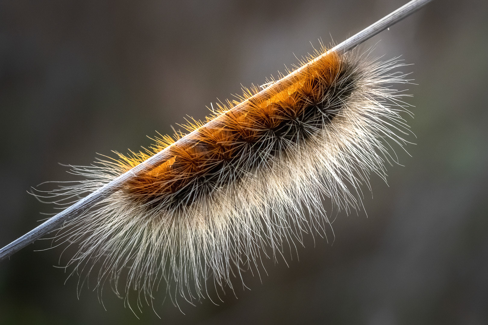 Caterpillar of arctia caja