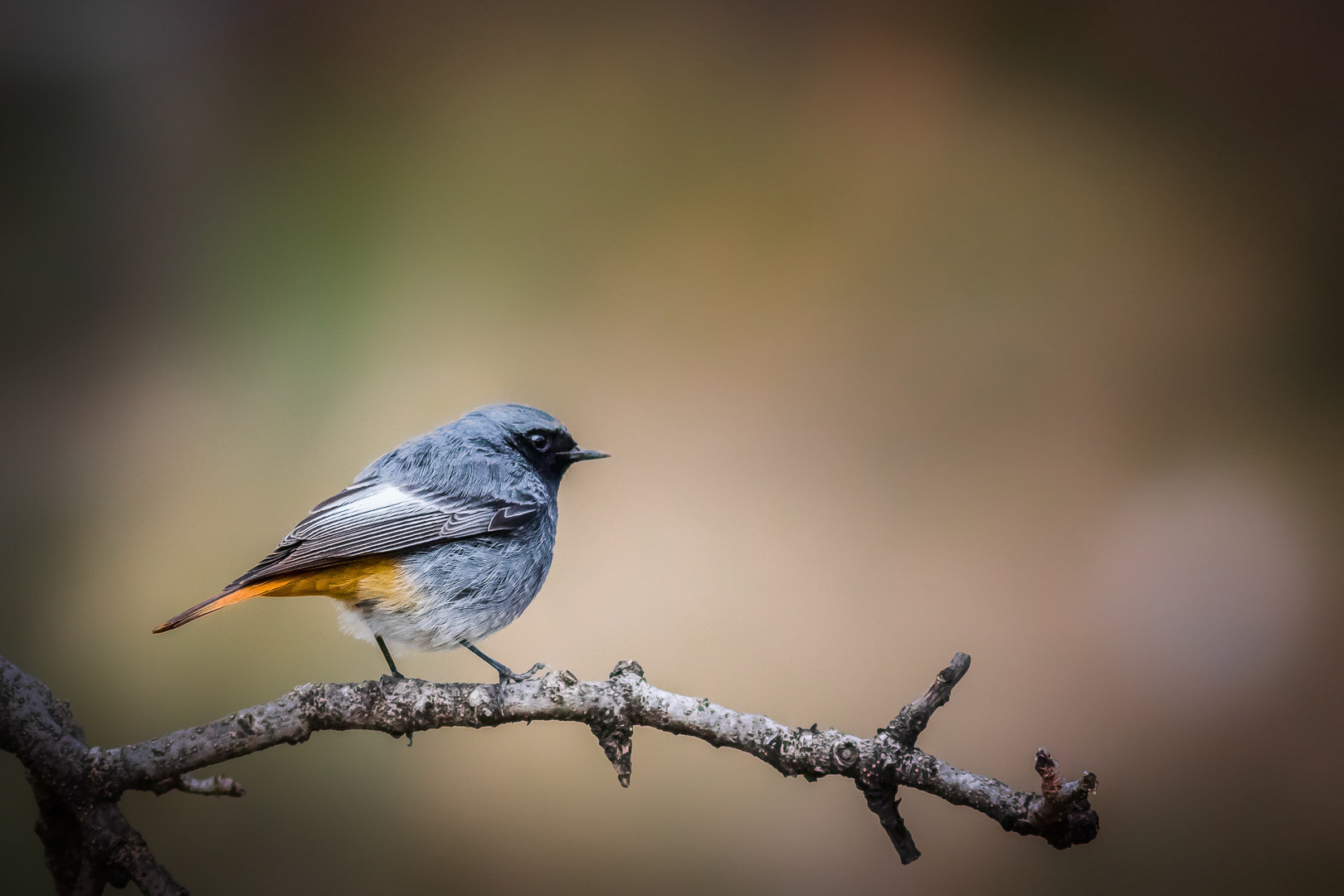 Phoenicurus ochruros